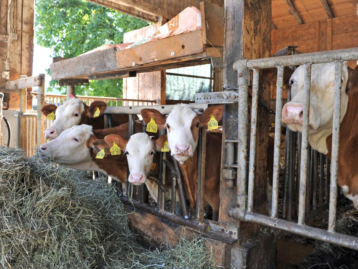 Farm stay Moyer Hoslwang